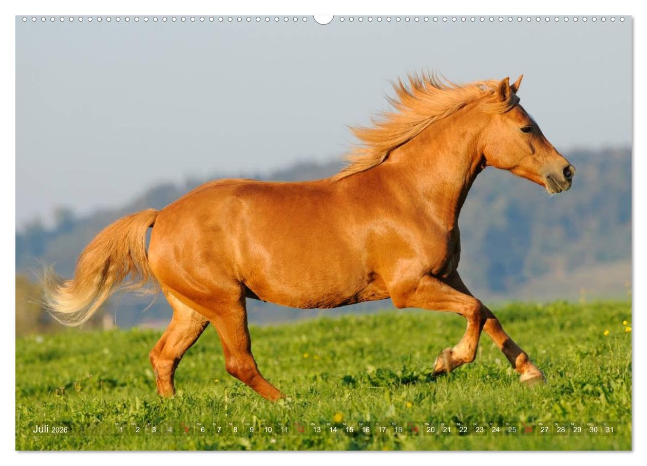 Haflinger Schönheiten (hochwertiger Premium Wandkalender 2026 DIN A2 quer), Kunstdruck in Hochglanz: Mit Haflinger-Pferden durchs Jahr (CALVENDO Tiere)