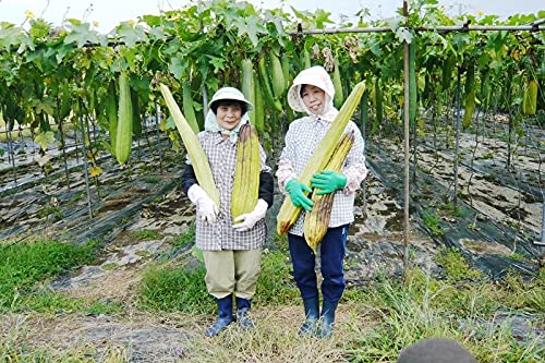 Amazon.co.jp: へちまたわし 日本製 国産 キッチン用 無漂白 ヘチマ