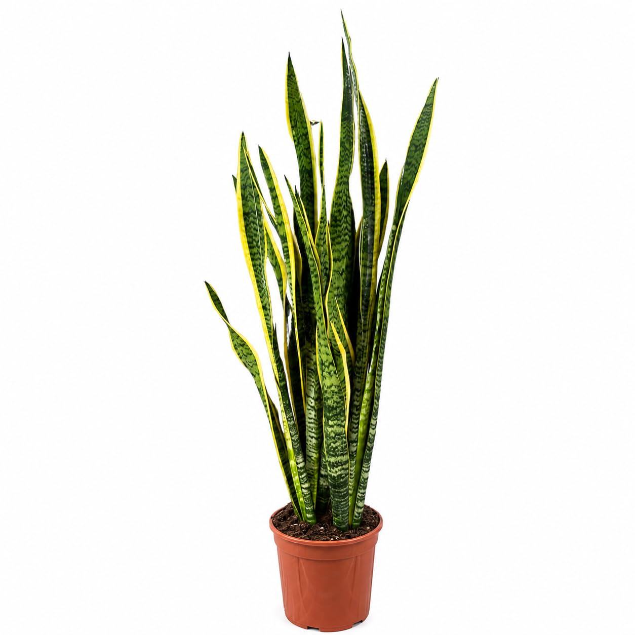 Sansevieria Laurentii Extra Altezza 120 cm - Pianta VERA Unica nel Suo Genere con vaso da 24 cm di diametro - Foglie con Bordi Dorati - Decorazione d'Interni d'Impatto.