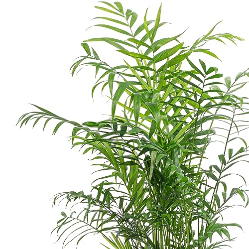 Bergpalme für dunkle Räume – pflegeleichte Zimmerpflanze