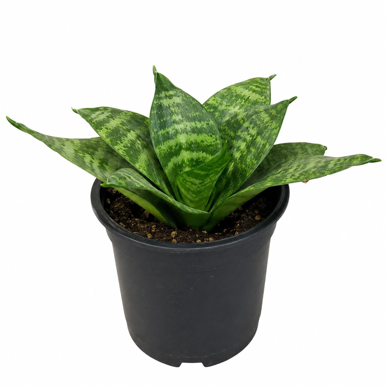 Bird’s Nest Snake Plant Live Indoor Plant in Nursery Pot | Sansevieria Hahnii Air Purifying Plant for Home & Office-image-28