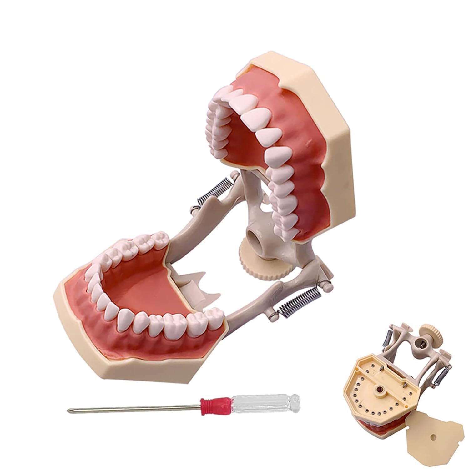 Strumenti Didattici per L'Odontoiatria Modello Anatomico Typodont Typodont con 32 Denti Rimovibili per L'Insegnamento E Lo Studio