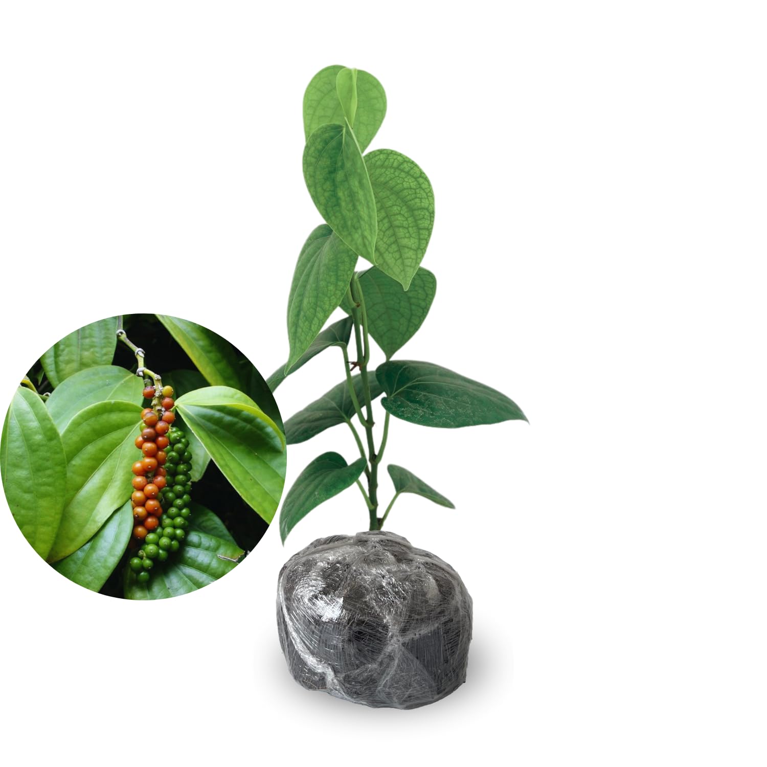 Pepper Plant Live, Piper Nigrum Black Pepper Live Plant, 4 to 7 Inches Tall, Live Pepper Plant, Herb Plant for Garden, Pepper Well Rooted
