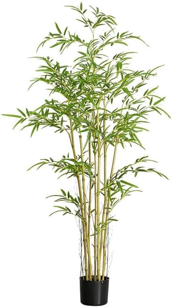 真柏　[捻幹模様木]　貴風盆栽 真柏 [捻幹模様木] 貴風盆栽