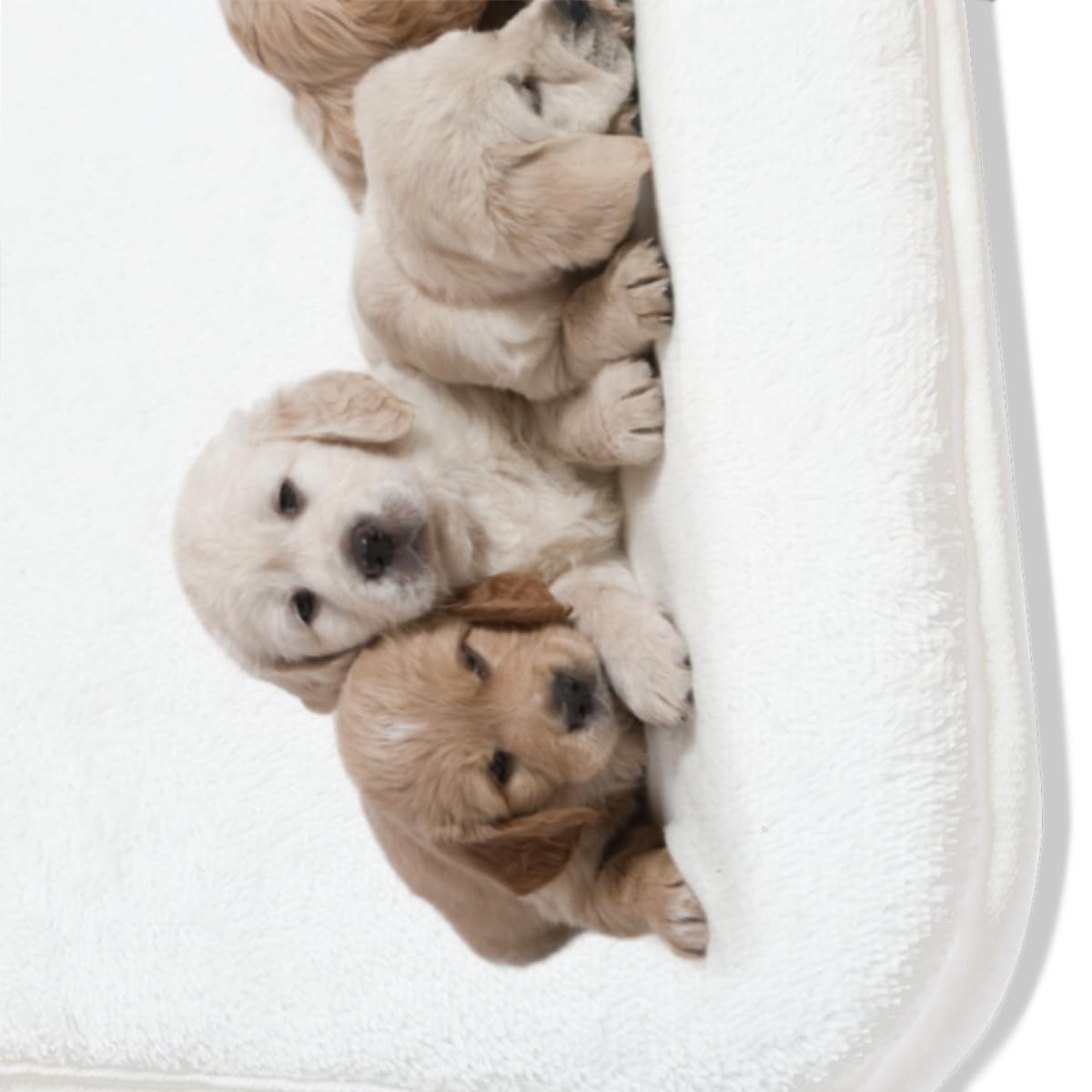 Amazon｜カーペット ゴールデンレトリバー かわいい いぬ 犬
