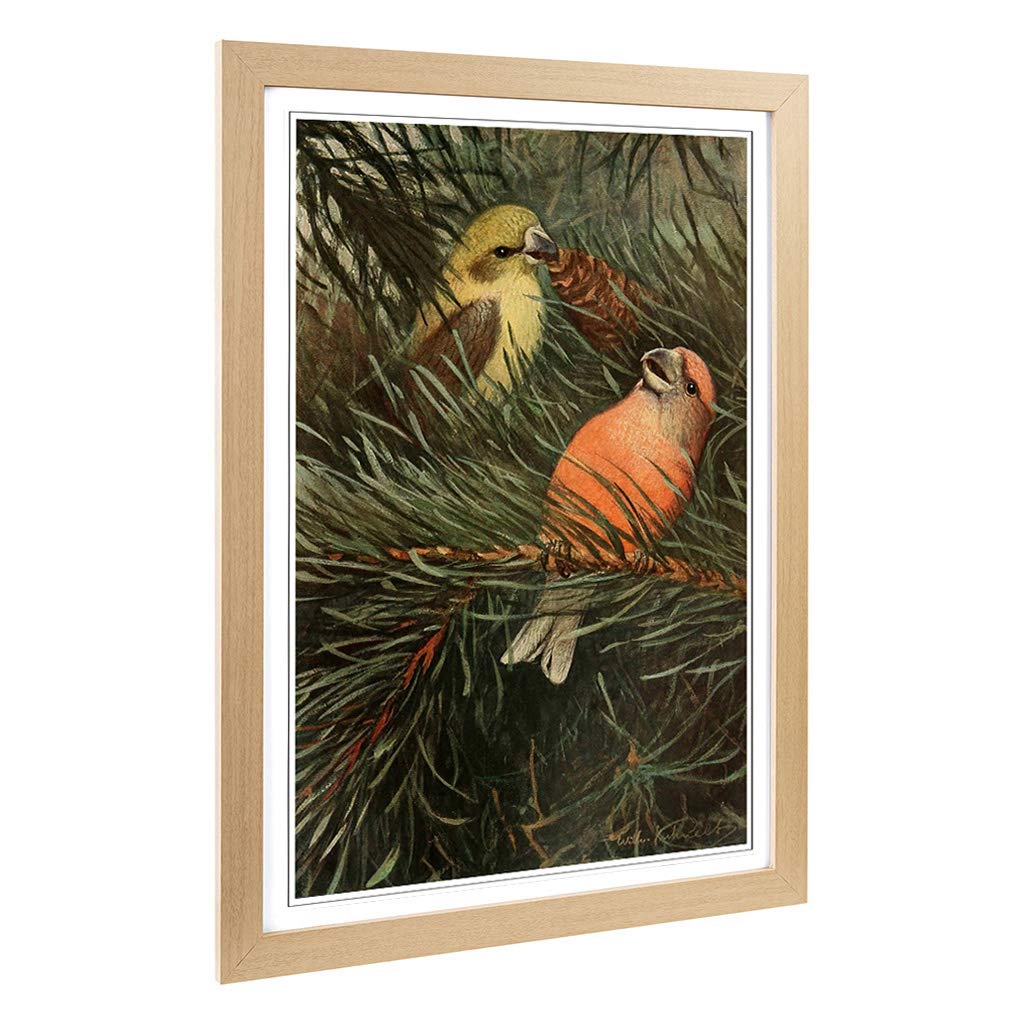Big Box Art Framed Print of Vintage W Kuhnert Parrot Crossbill Design | Wall Art Picture | Home Decor for Kitchen, Living Room, Bedroom, Hallway, Oak, A2 / 24.5x18 Inch / 62x45cm