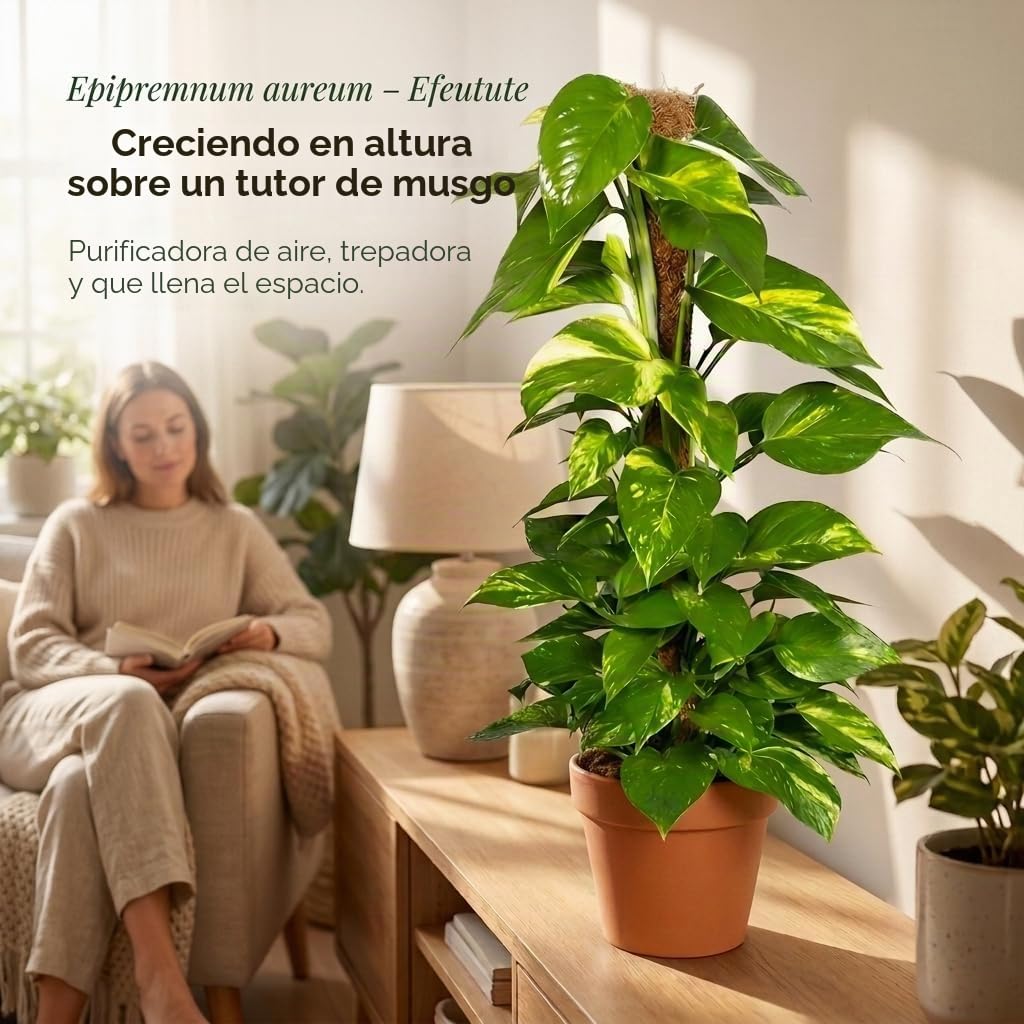 Efeutute en varilla de musgo | Epipremnum Aureum | aprox. 50-60 cm | Maceta de ø 12-15 cm | Plantas de interior de fácil cuidado para el hogar y la oficina | Calidad del experto en plantas | Ideal