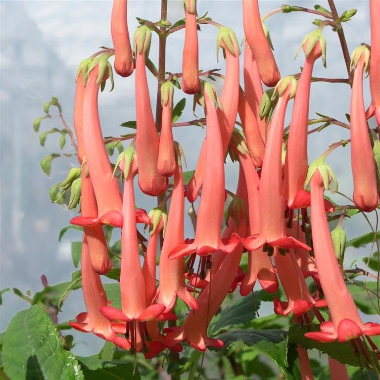 Phygelius Funfare 'Orange' (P) – Hardy Cape Fuchsia with Vibrant Orange Blooms, Perfect for Long-Lasting Color – by Park Farm Plants (6 x Plug Plants)