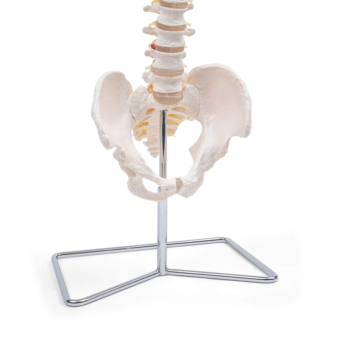 Anatomia Elementare Modello di Colonna Vertebrale – Modello Anatomico di Colonna Umana a Grandezza Naturale, Nervi Spinali, Arteria Cervicale, PVC Durevole
