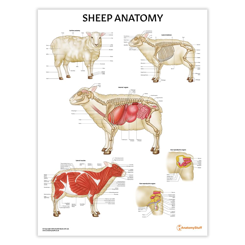 Anatomy Stuff Red, White Sheep Anatomy Poster/Chart, 45X60 Cm, 18X24 Inches, Ewe Reproductive Organs, Undergraduate Study Guide, Wall Diagram