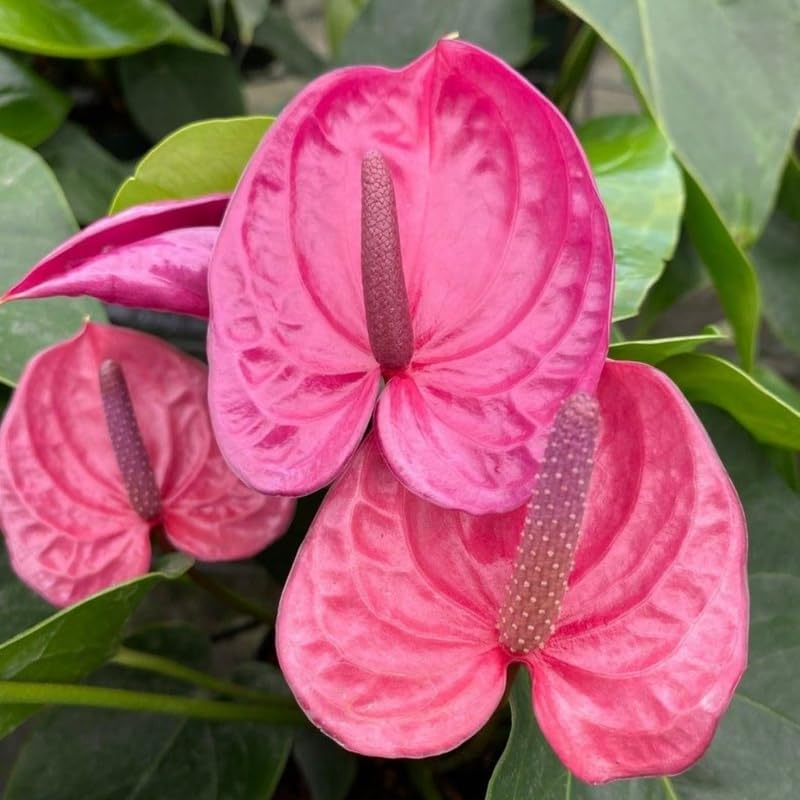 Pink Anthurium Live Plant in 4 Inch Pot, Live House Plants, Great for Home & Office Styling, Succulent Arrangements & Beginner Growers