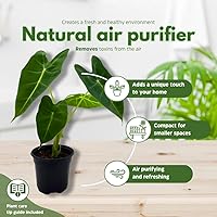 Vista 8 de BubbleBlooms Terciopelo verde, Alocasia Frydek, Micholitziana en una maceta de 4 pulgadas