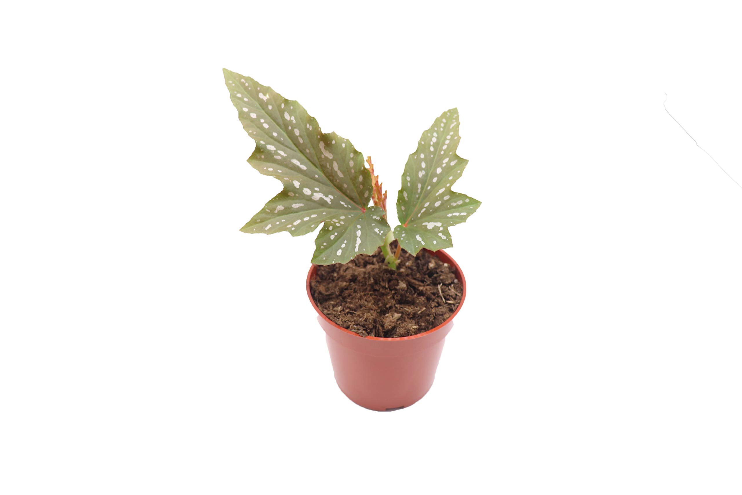 Begonia Angel Wing
