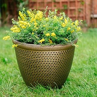 SG Traders 2 X Large Plastic Round Cromarty Plant Pot Flower Pot Planter Garden Decoration Gold 30cm Plant Pot Outdoor Flower Pots Outside Garden Planters Outdoor With Drainage Holes