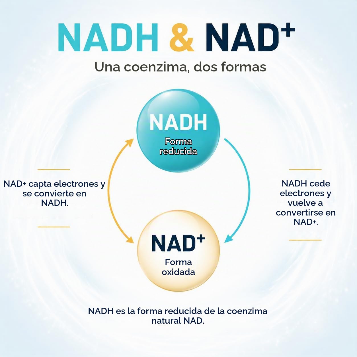 NADH 50 mg, Fórmula Avanzada con CoQ10, Vegano, Alta Potencia, Mejora la Energía Celular, Producción de ATP, 60 Cápsulas (Paquete de 2)