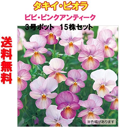 Amazon タキイ種苗ビオラ苗ビビ ピンクアンティーク3号ポット苗 15株セット 花 Amazon タキイ種苗ビオラ苗ビビ ピンクアンティーク3号ポット苗 15株セット 花