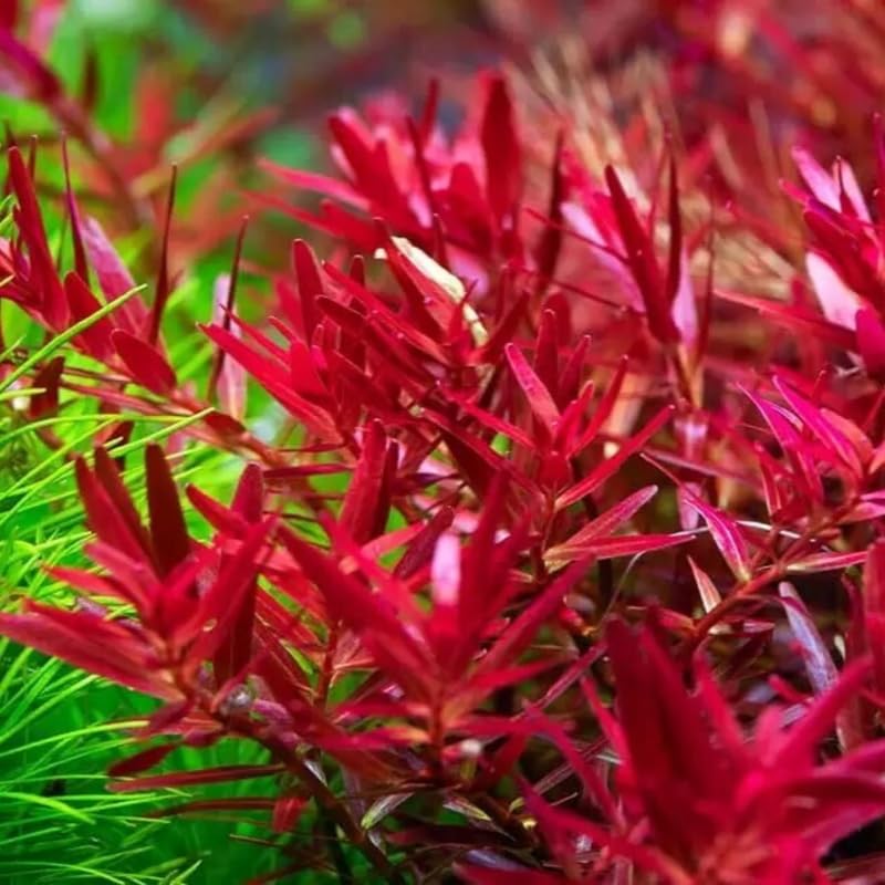 H'ra Red Rotala Rrotundifolia Aquarium Plants Live, Live Aquarium Tanks Rotala Aquatic Plants, No Root, 5 to 7 Stems, Live Aquarium Plants, Freshwater Aquarium for Planting Ponds