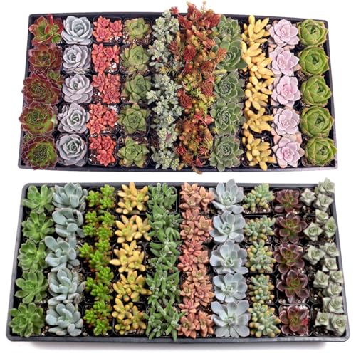 Mountain Crest Gardens Assorted Succulents Bulk Pack - 100 Live Plants in 2 Inch Pots - Real Indoor/Outdoor Succulents for DIY, Gifts, Weddings, and Home Decor