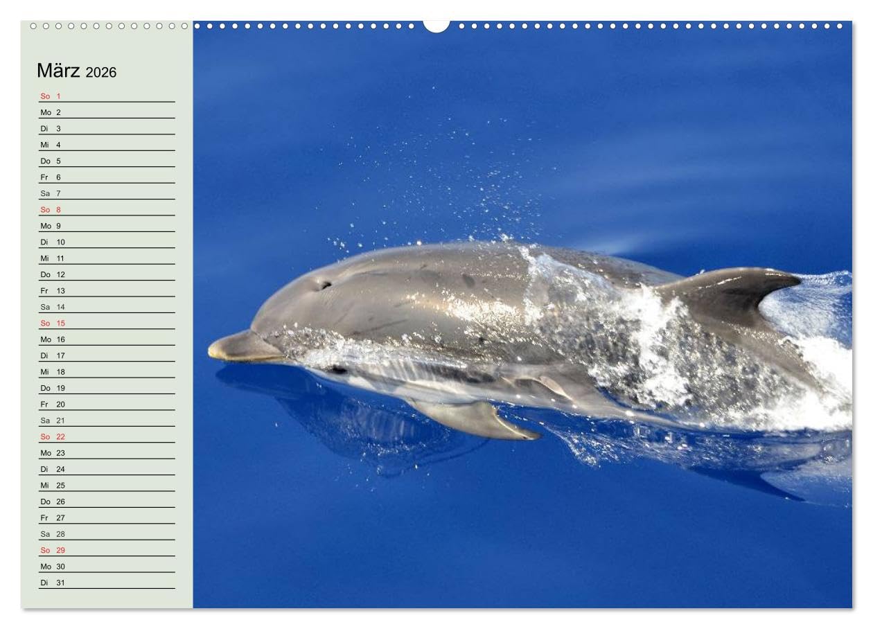 Leben in den Weltmeeren. Delfine, Wale und Haie (Wandkalender 2026 DIN A2 quer), CALVENDO Monatskalender: Gleiten und Leben in den Ozeanen der Welt (CALVENDO Tiere)