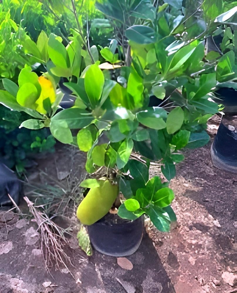 Image of Hybrid Vietnam Grafted Green Jackfruit Flesh Terrace Garden Suitable Plant Pack of 1 Heathy Live Plant Vietnam Variety for Home Garden Tree