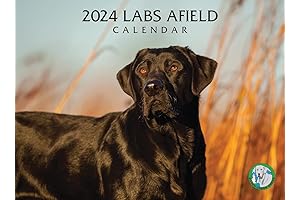 2024 Labs Afield Wall Calendar for Waterfowl Hunters & Enthusiasts