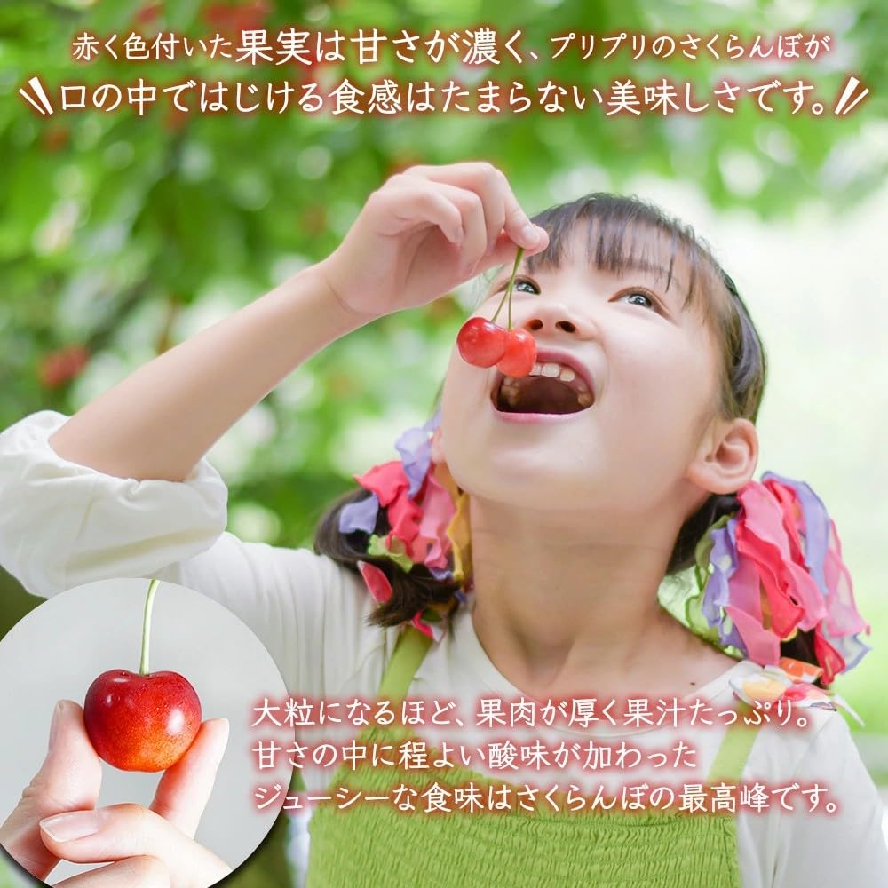 Amazon.co.jp: さくらんぼ 佐藤錦 山形県産 秀品 1kg (500g×2) L玉 2L