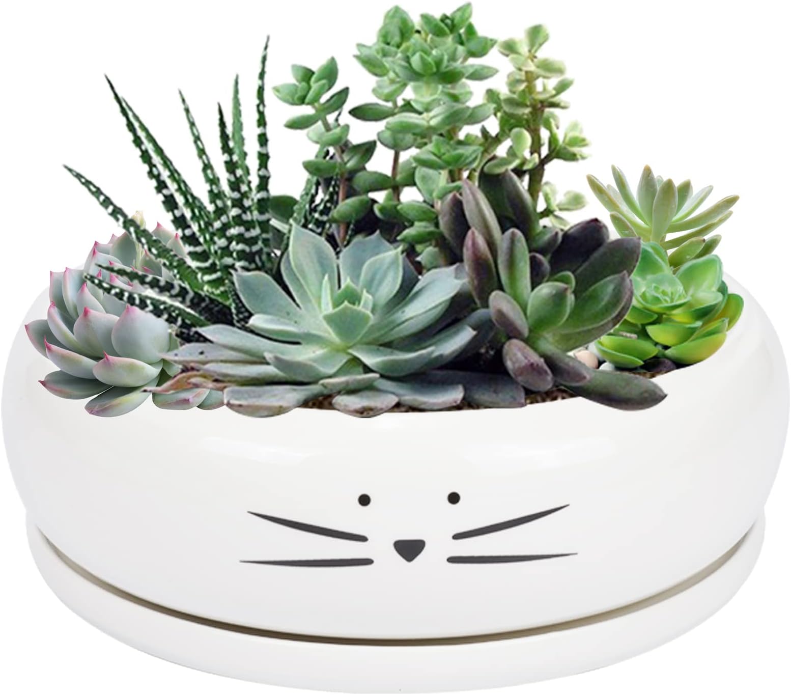 Cat Succulent Pots