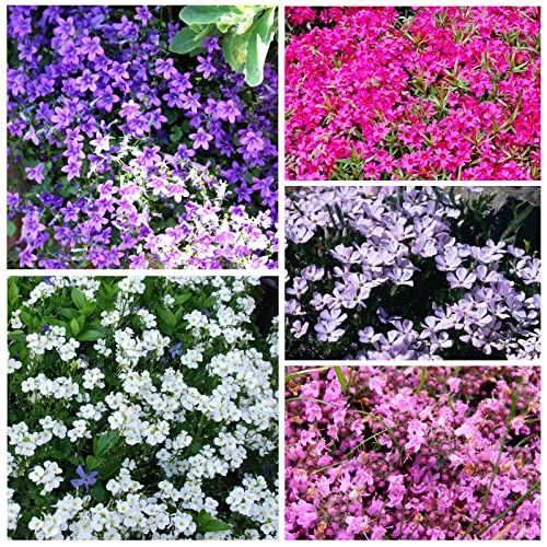 2000Pcs Creeping Thyme Seeds For Planting Outdoors Beautiful Ground Cover Plants #TOP5