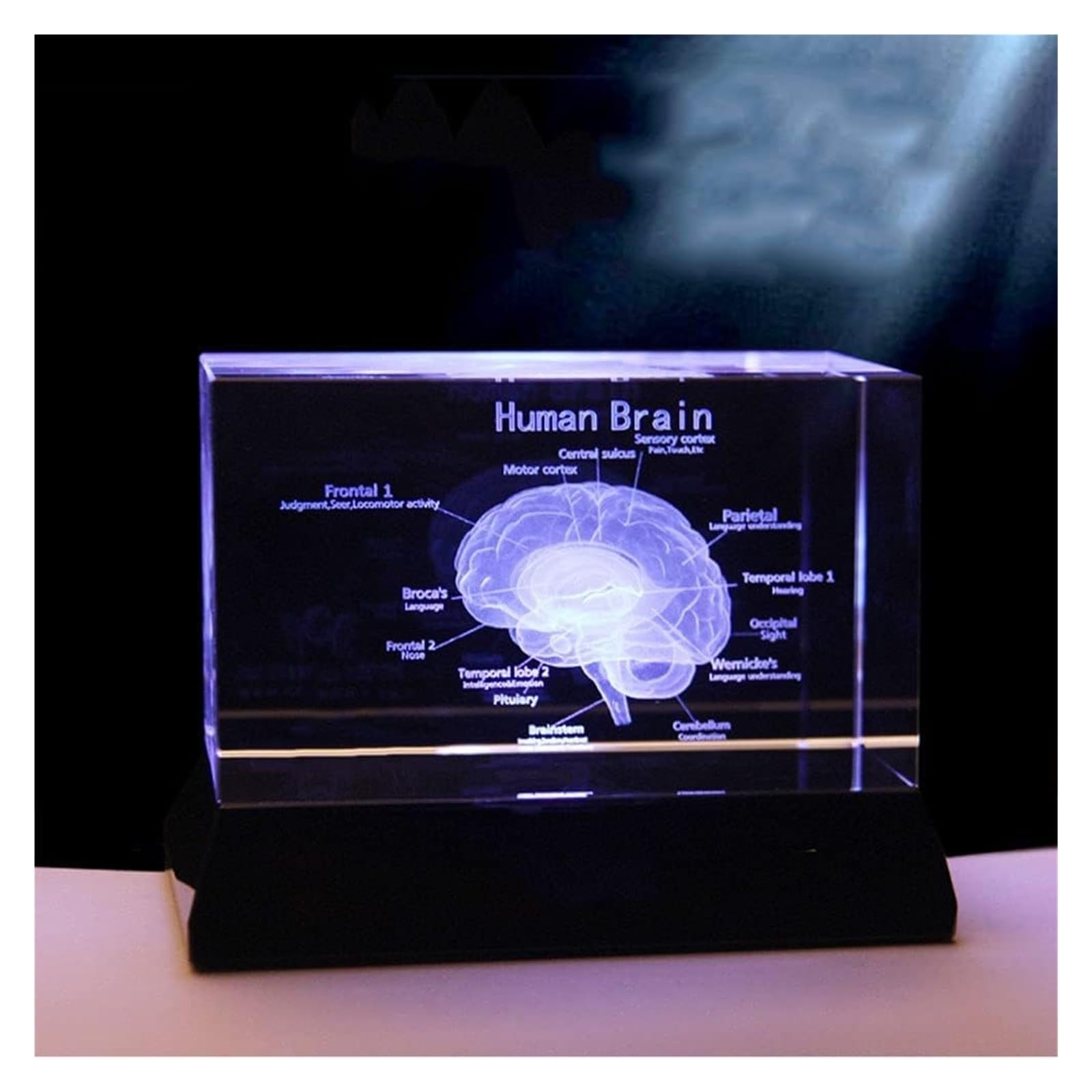 Modello anatomico, Modello 3D di Cervello Umano in Cristallo con Base LED - Strumento didattico Anatomia educativa e splendido Souvenir scientifico in cubo Vetro