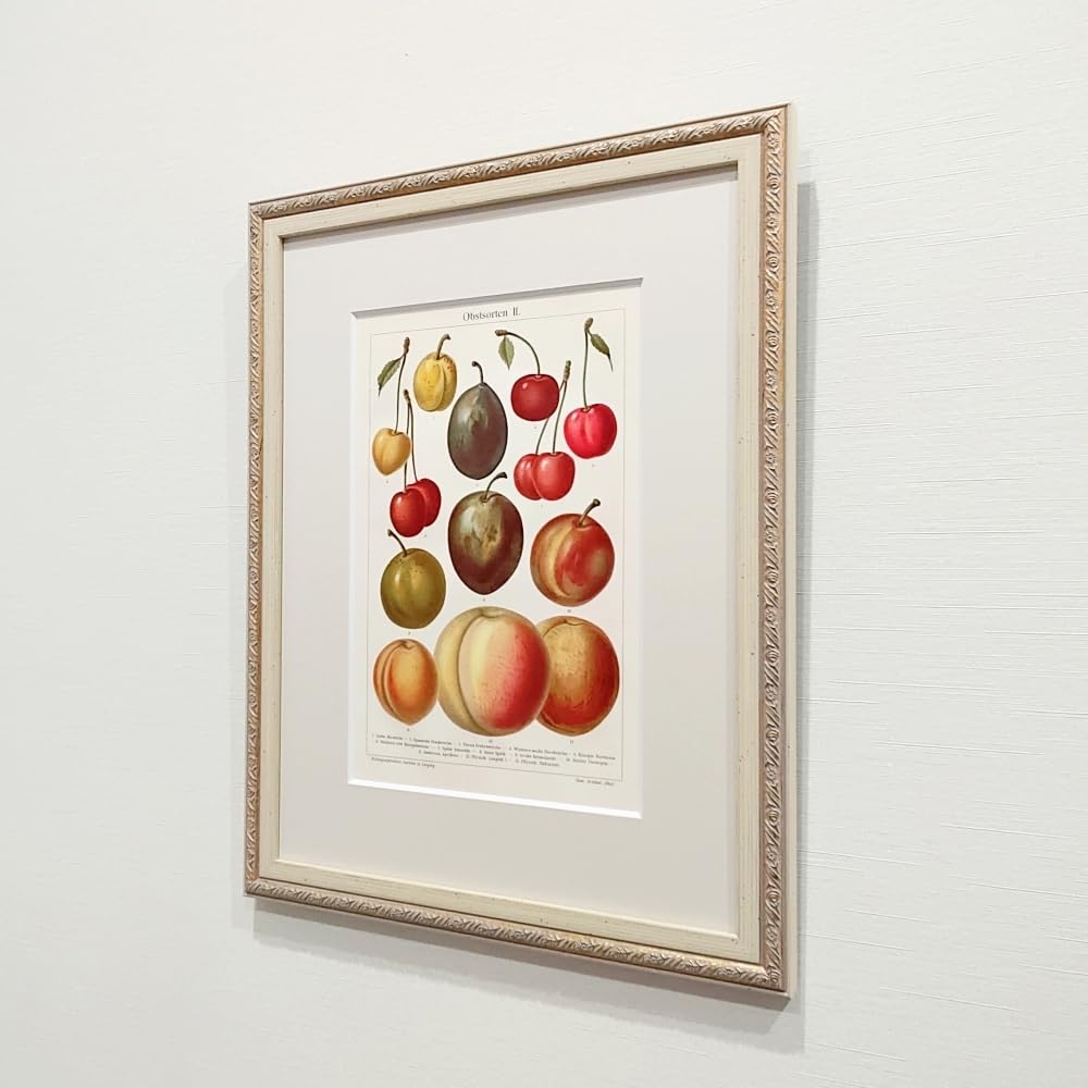 果物の図版　アンティーク　1907年　ドイツ　マイヤー百科事典　リトグラフ　版画 Amazon｜果物の図版 アンティーク 1907年 ドイツ マイヤー百科