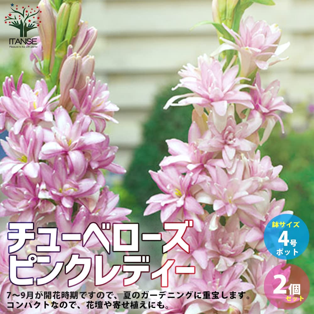 【希少品種】八重咲きチューベローズピンク他 チューベローズ:ピンクレディー（桃花八重）5号ポット の通販