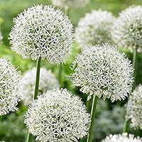 allium ☆ Giant Onion 100+ Seeds Allium Giganteum Flower Plant Home