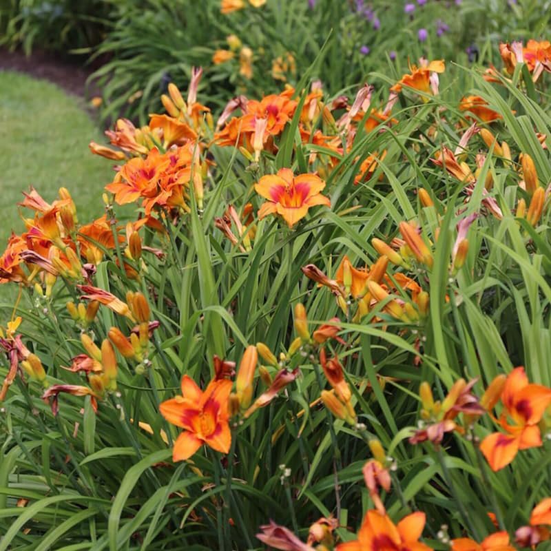 Pack 10 Daylily Bulbs for Planting Spring, Fast Blooming Hardy Perennial Lily Bare Roots for Outdoor Growing (Wild Orange Day Lily)