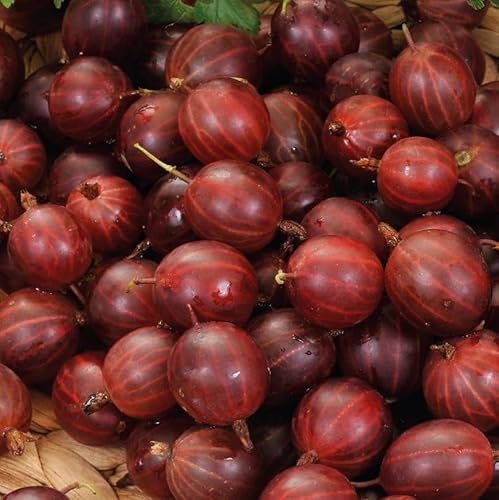 Groseille à maquereau rouge Hinnonmaki Rot 2L - Très facile à cultiver