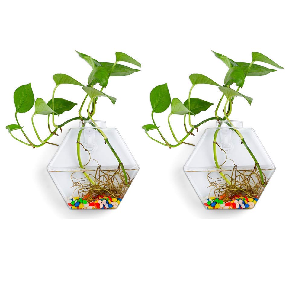 NC Wall Hanging Glass Planters Hexagonal Shape Plant Pots Terrarium Container Vase Indoor Outdoor for Home Garden Office