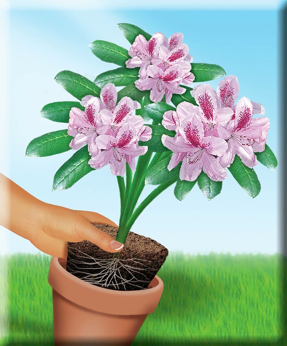 sansevieria bacularis care Buy Sansevieria Bacularis Mikado Plant Sapling (1pc) | Only Rs.79/-