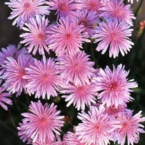 4,500 Pink Dandelion - Crepis Rubra - Showy, Low-Maintenance Annual 4500 Seeds 5g -