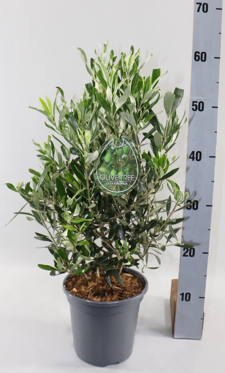 Echter Olivenbaum Wildform 50-60 cm – Mediterranes Olivenbäumchen im Topf Ø 17 cm – Olea europaea für Balkon, Terrasse & Garten – Zierpflanze winterhart, immergrün, pflegeleicht