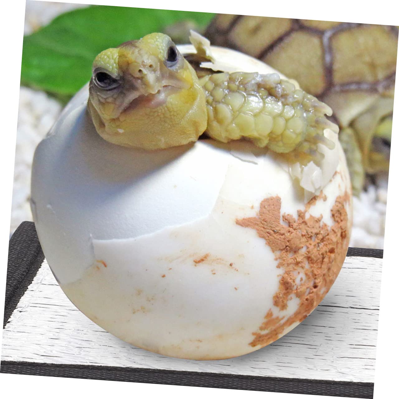 BESTonZON Small Heating Pad Reptile Heating Pad Reflector Film Warm Mat for Crab Insulation for