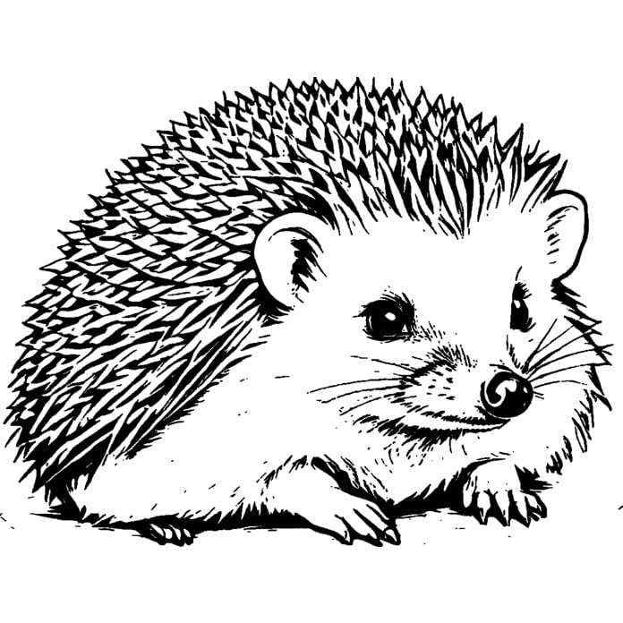 'Sitting Hedgehog' Rubber Stamp - Unmounted Design for Crafting & Scrapbooking, A8 (RS00055682)