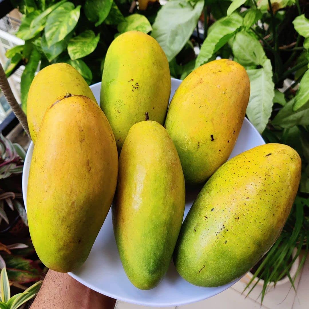 Native Earth Nursery Rare " Dasheri Mango " Hybrid 1 Healthy Live Plant (Grafted Plant- 2 Feet Height) (B09ZBFV5P9) Amazon Price History, Amazon Price Tracker