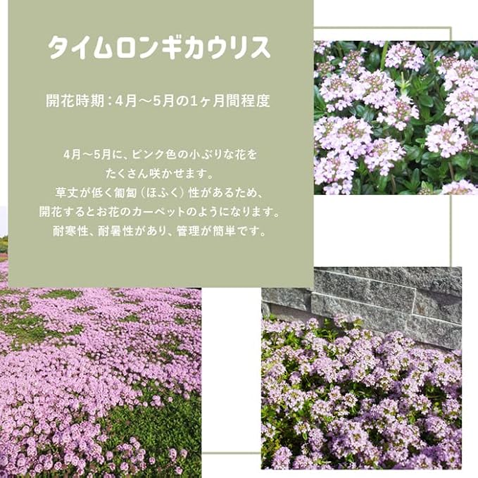 Amazon Co Jp Nitto Sekko 芝生 マットプランツ 25cm 25cm 8枚 国産 出荷は天候次第のため最短納品日でのご案内となります タイムロンギカウリス Diy 工具 ガーデン Amazon Co Jp Nitto Sekko 芝生 マットプランツ 25cm 25cm 8枚 国産 出荷は天候次第のため最短納品日でのご案内となります タイムロンギカウリス Diy 工具 ガーデン