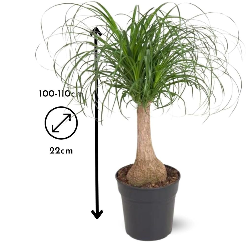 Attitude Jardin - Beaucarnea recurvata - pied d'éléphant - 90-100 cm - ⌀ 22 cm - plante d'intérieur