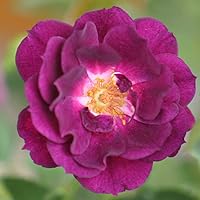 Vista 2 de Heirloom Roses Shrub Rose Bush - Midnight Blue™ Planta púrpura viva para plantar al aire libre