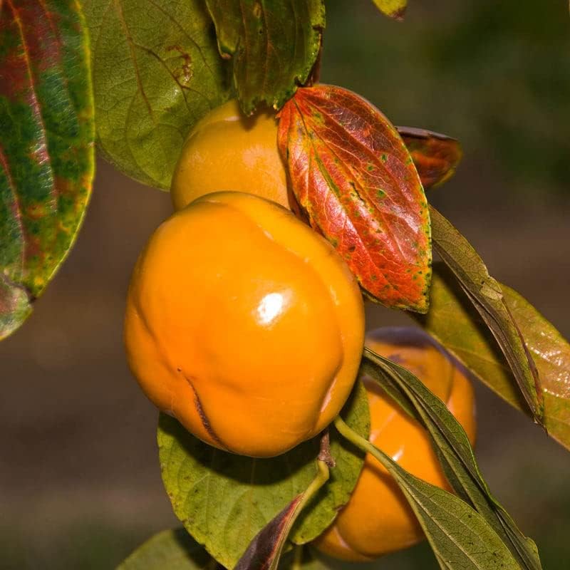 Persimmon Tree Plant Live, American Persimmon Tree Fast Growing Seedlings 1 to 2 Feet Tall Perennial Ornament Garden