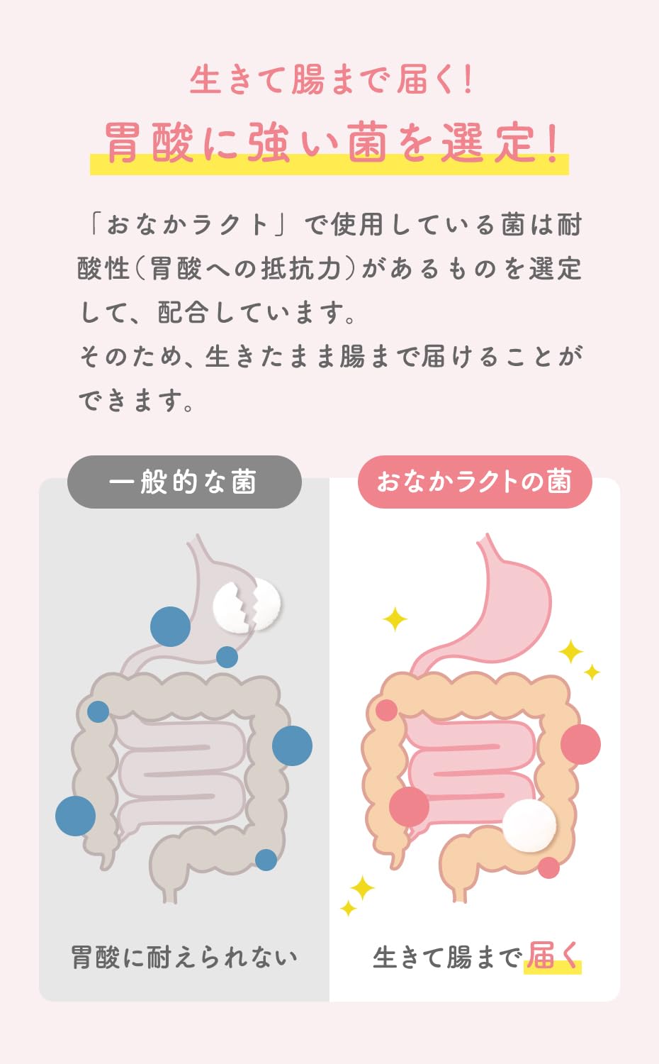 おなかラクト 乳酸菌・ビフィズス菌・酪酸菌・糖化菌 サプリメント 30日分