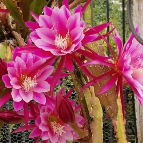 Purple Epiphyllum Orchid Cactus Cutting, 10 Inc To 12 Inc Tall, Succullent Plant Live, No Root #TOP1