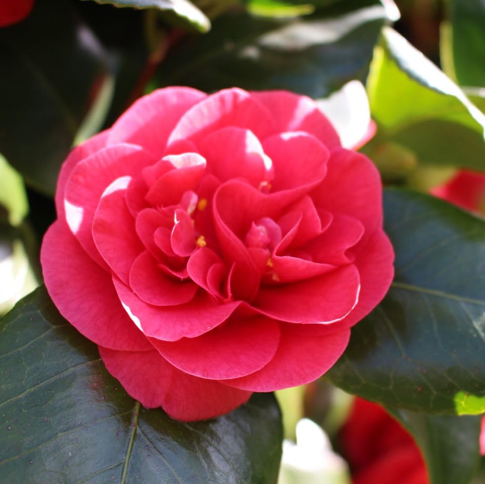 Camellia (Grafted) Live Flowering Plant & Tree For Shrub/Bush/Home Garden Camellia Pink Flower Plant (1.5-3.5 Ft Hight) Pack Of 1 (B0CWX2SLJ6) Amazon Price History, Amazon Price Tracker