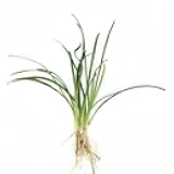 Canton Aquatics Dwarf Sagittaria Subulata Bare Root - 3 Live Aquarium Plants Bundle | Perfect Live Plants for Fish Tank | Enhance Your Aquascape with Lush Greenery and Java Moss