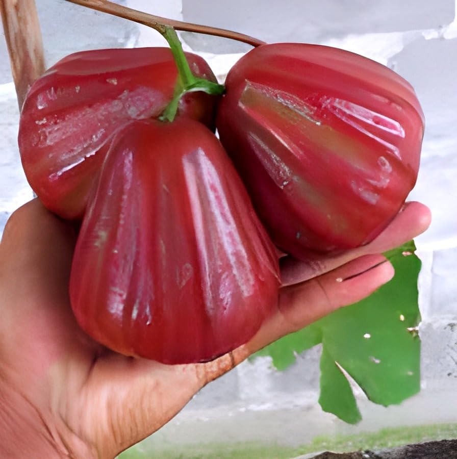 Hidden Enterprise Delicious Hybried Short time grow Sweet Red Java Water Apple/Strawberry water apple Fruit Plant. For Home Garden Out Door Live Plan. Pack Of 01 Healthy Grafted Jamun Plant.